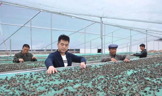 甘肅禮縣杜小軍退伍不退軍人本色，做“鄉(xiāng)村振興”戰(zhàn)略的踐行者