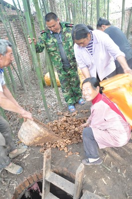沃爾瑪四川采購人員赴四川蘆山天全縣落改村與農(nóng)戶對(duì)接現(xiàn)場(chǎng)收購滯銷生姜
